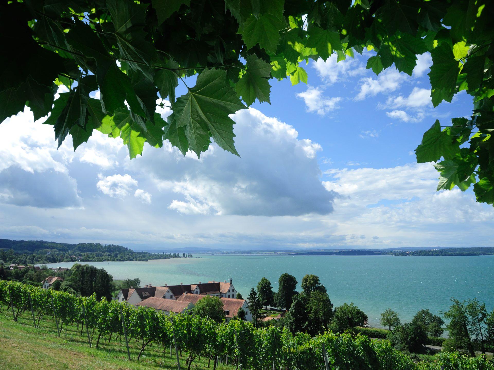 Blick auf den Bodensee mit Weinbergen im Vordergrund, eingerahmt von grünen Blättern.